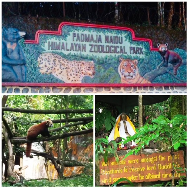 Things to See at Darjeeling Zoo - Monkatforty